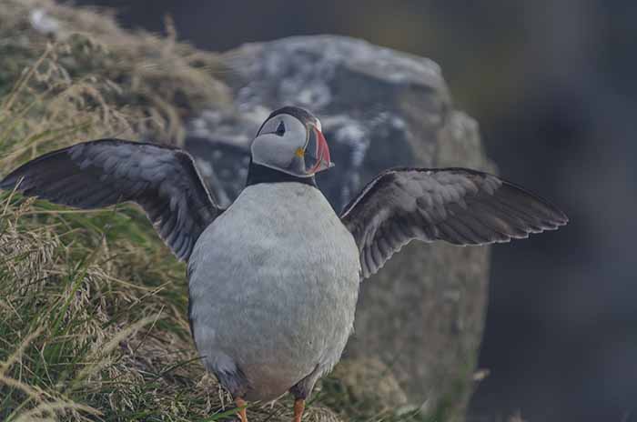 Frailecillo o Puffin - reserva natural de Dyrhólaey - Islandia 2.jpg